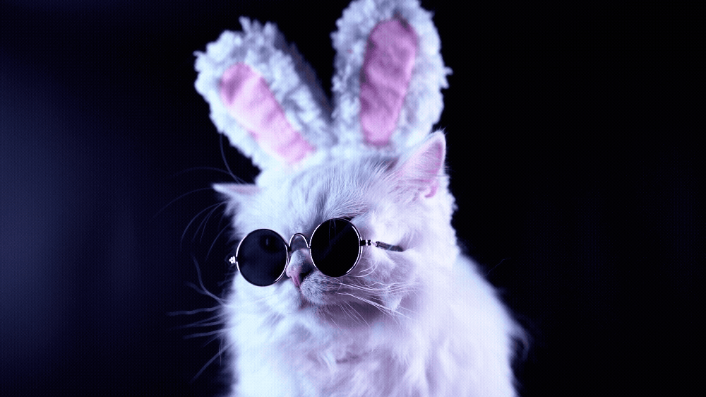 Bitterblond graphic design - cat